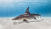 Bahamas, Bimini, Hai schwimmt im Meer