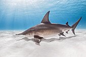 Bahamas, Shark swimming in sea