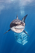 Mexico, Guadalupe Island, Great white shark and divers in cage
