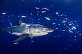 Mexiko, Guadalupe-Insel, Weißer Hai und Fischgruppe im Meer
