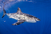 Mexiko, Guadalupe Insel, Weißer Hai im Meer