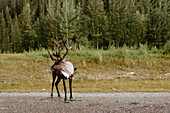 Canada, Yukon, Whitehorse, Moose near forest
