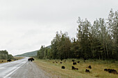 Kanada, Yukon, Whitehorse, Bisonherde an Landstraße