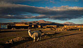Bolivien, Villa Alota, Lama (Lama glama) in karger Landschaft bei Sonnenaufgang