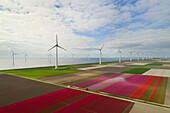 Netherlands, Urk, Tulip fields and wind turbines in polder bordering IJsselmeer