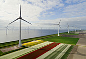 Niederlande, Urk, Tulpenfelder und Windräder im Polder am IJsselmeer