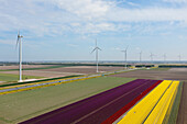 Netherlands, Emmeloord, Wind turbines and tulip fields