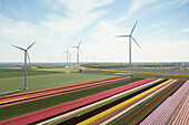 Niederlande, Emmeloord, Windkraftanlagen und Tulpenfelder