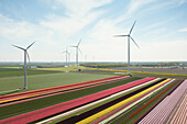 Netherlands, Emmeloord, Wind turbines and tulip fields