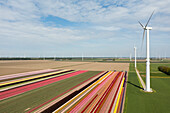 Netherlands, Emmeloord, Wind turbines and tulip fields