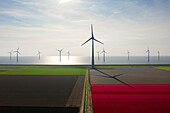 Netherlands, Emmeloord, Wind turbines and tulip fields by sea