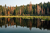 Wald spiegelt sich im See