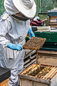 Imker hält Rähmchen mit Bienen