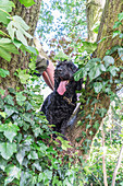 Junge mit Hund auf belaubtem Baum