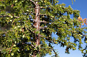 Detail eines Nadelbaums mit Beeren