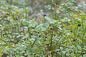 Wild shrub with blue berries