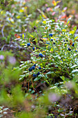 Wilder Strauch mit blauen Beeren