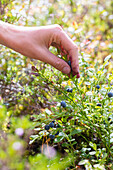 Boy (14-15) picking berries from shrub, close up of hand