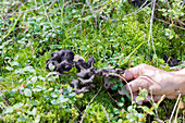 Hand picking mushroom growing in forest groundcover