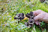 Hand picking mushroom growing in forest groundcover