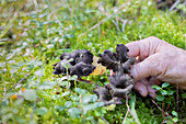 Handsammelnder Pilz im Wald, Bodendecker