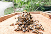 Group of bees on beehive