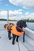 Hund in Schwimmweste auf Motorboot