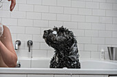 Junge (12-13) und Hund sitzen in der Badewanne