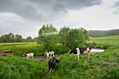 Cows near small river Geul in spring