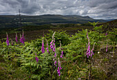 UK, Schottland, Lila Wildblumen und Farne in einer hügeligen Landschaft