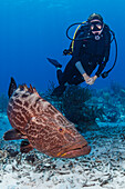 Bahamas, Nassau, Taucherin betrachtet einen Zackenbarsch am Meeresboden