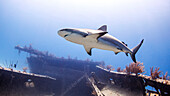 Bahamas, Nassau, Blick von unten auf einen Hai, der in der Nähe eines Schiffswracks im Meer schwimmt