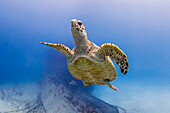 Bahamas, Nassau, Meeresschildkröte und Hai schwimmen neben einem Schiffswrack im Meer