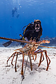 Bahamas, Nassau, Female diver looking at Caribbean Spiny Lobster at sea floor