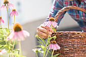 Mann mit Korb pflückt Blumen