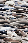 California Sea Lions (Zalophus Californianus) Lying On The Beach; California, United States Of America