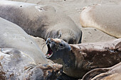A Yawning California Sea Lion (Zalophus Californianus) Lying On The Beach; California, United States Of America