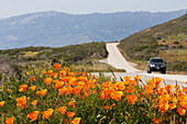 California Poppies (Eschscholzia Californica) Blooming On The Side Of A Road; California, United States Of America