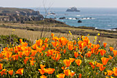 California Poppies (Eschscholzia Californica) Blooming Along The Coast; California, United States Of America