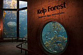 Große Fischtanks in einer Kelpwald-Ausstellung; Kalifornien, Vereinigte Staaten von Amerika