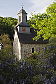 Kirche in Niederkaufungen mit kletternden Glyzinien; Landkreis Kassel, Deutschland