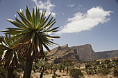Giant Lobelia (Lobelia Giberroa), Chennak, Simien Mountains National Park; Asmara Region, Ethiopia