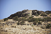 Walia Steinbock, in der Nähe von Chennak, Simien Mountains National Park; Amhara Region, Äthiopien