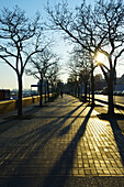 Warm Sunlight On The Walkway With Shadows Of Leafless Trees Along A Street; Hamburg, Germany