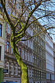 A Moss Covered Leafless Tree In Front Of A Building And Blue Sky; Hamburg, Germany