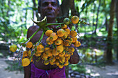 A Man Holding A Cluster Of Lemons On A Branch; Ulpotha, Embogama, Sri Lanka