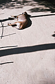 A Dog Laying On A Dirt Road; Ulpotha, Embogama, Sri Lanka