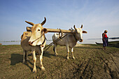 Bullock In A Field With A Farmer In Rural Burma; Myanmar