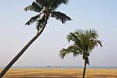 Neeleshwar Hermitage Strand; Kerala, Indien