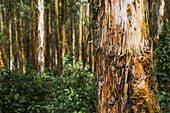 Eukalyptusbäume im Hochland von Äthiopien; Äthiopien